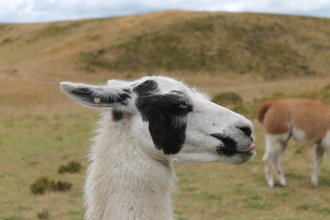 White alpaca with black patches grazing in the Andean highlands of Ecuador